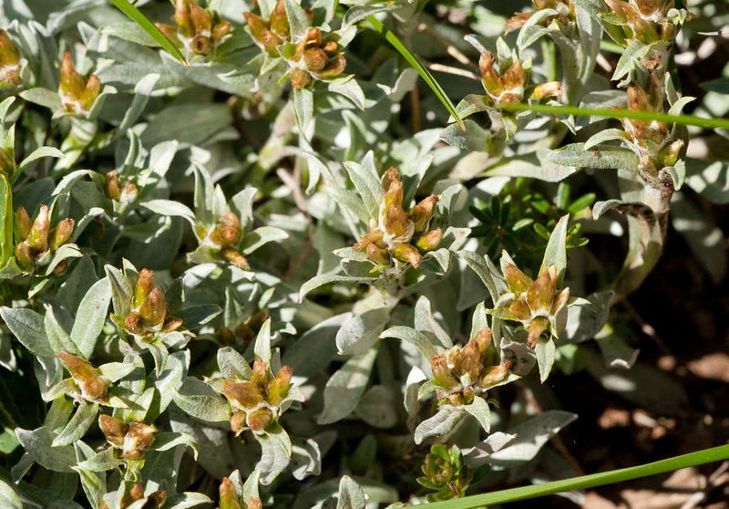 Argyrotegium fordianum
