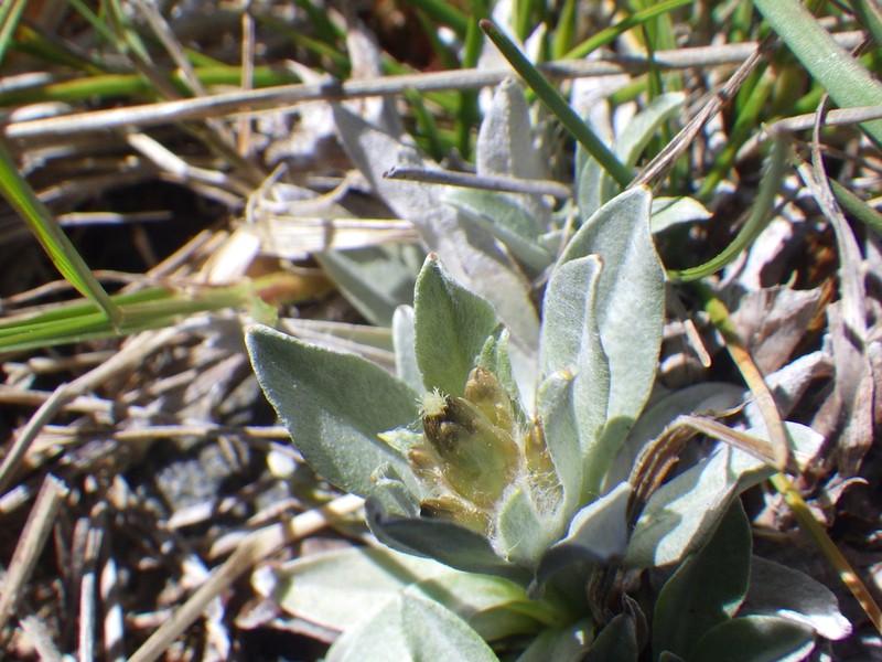 Argyrotegium fordianum photo 2