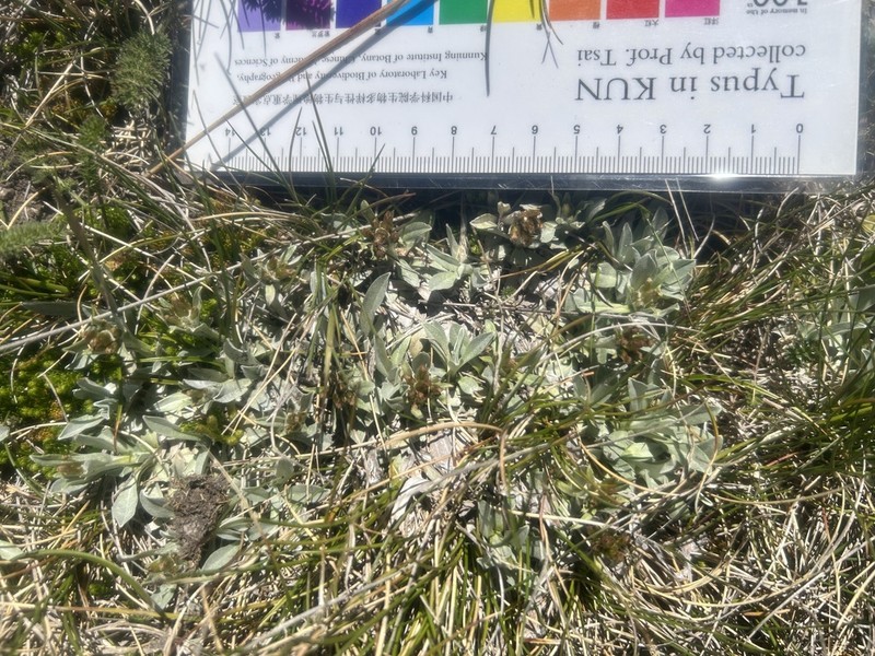 Argyrotegium fordianum photo 3