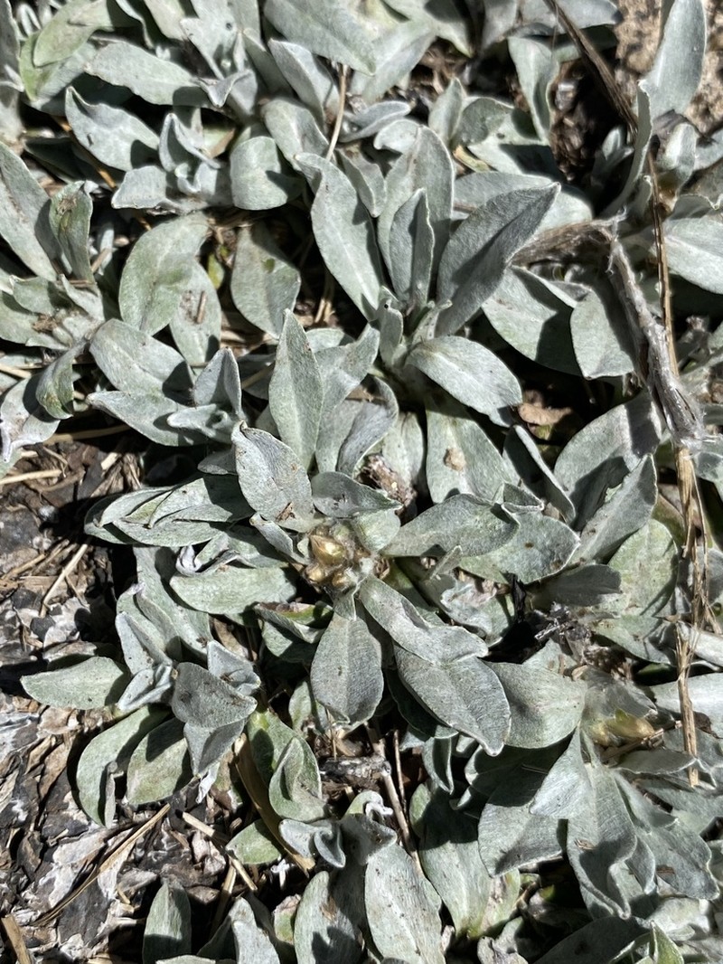 Argyrotegium fordianum photo 4
