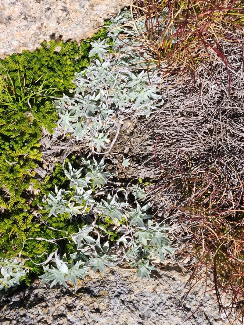 Argyrotegium fordianum photo 5