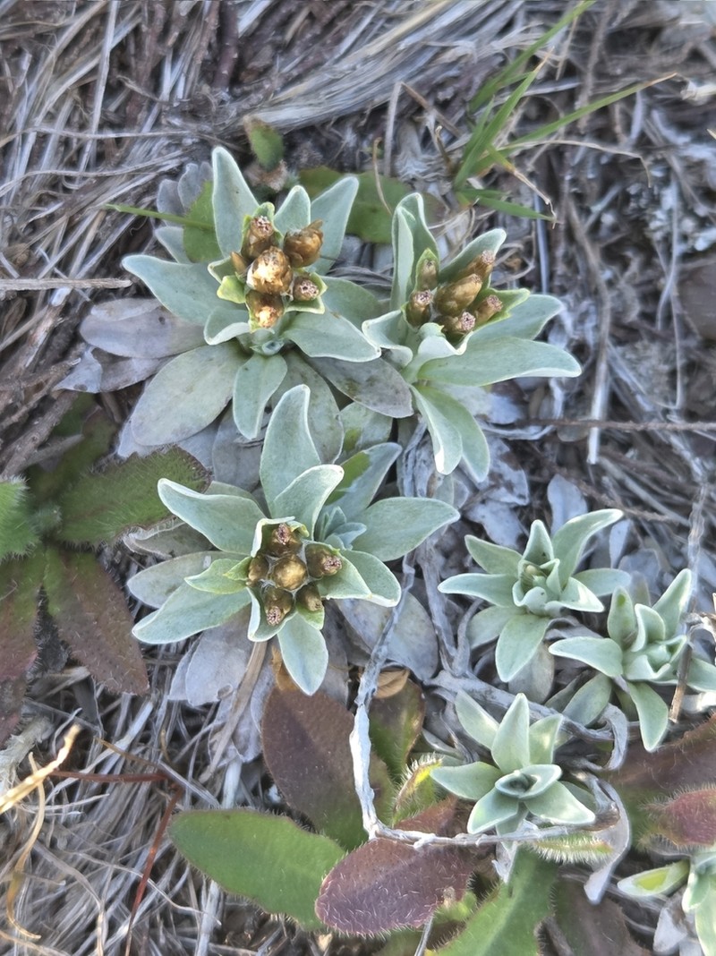 Argyrotegium fordianum photo 6