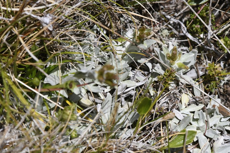 Argyrotegium fordianum photo 7