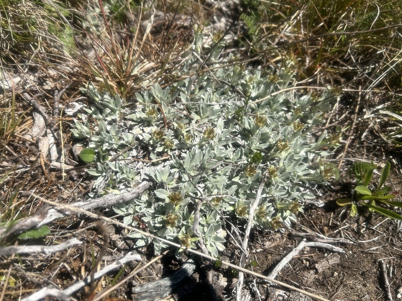 Argyrotegium fordianum photo 8