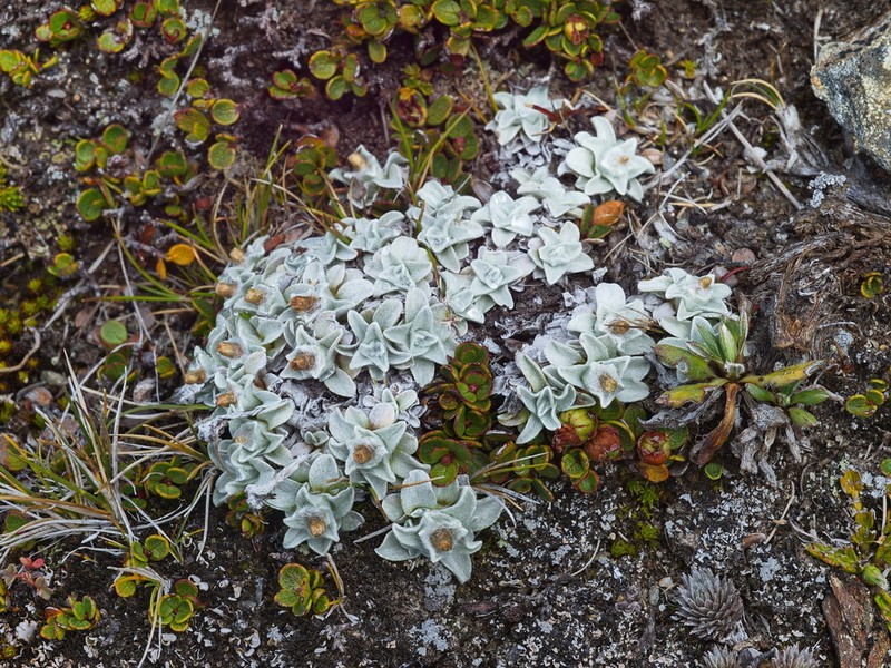 Argyrotegium mackayi