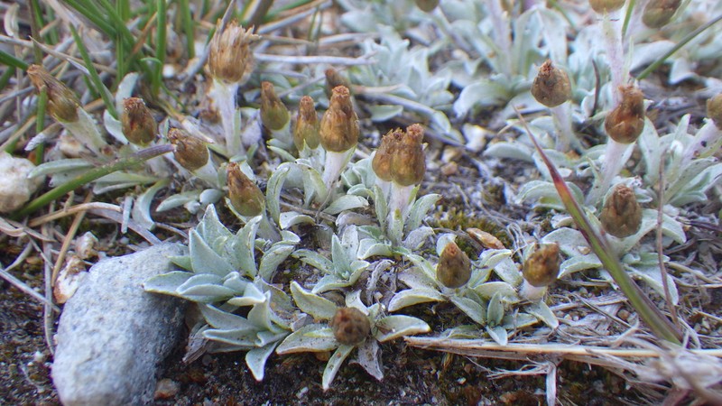 Argyrotegium mackayi photo 2