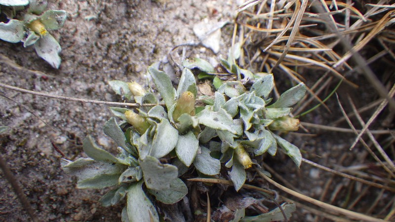 Argyrotegium mackayi photo 3