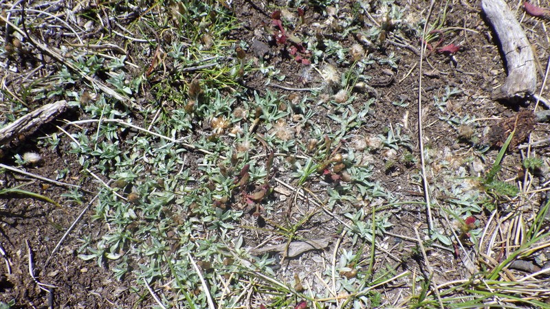 Argyrotegium mackayi photo 4