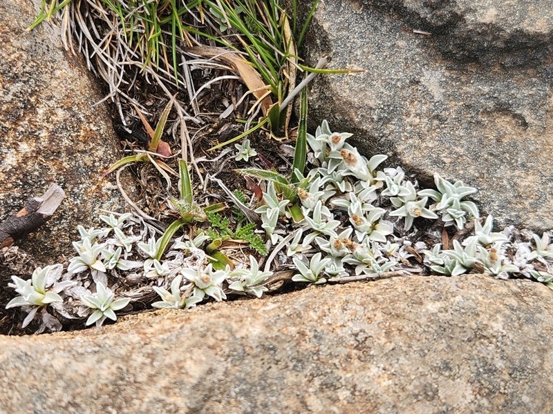Argyrotegium mackayi photo 5