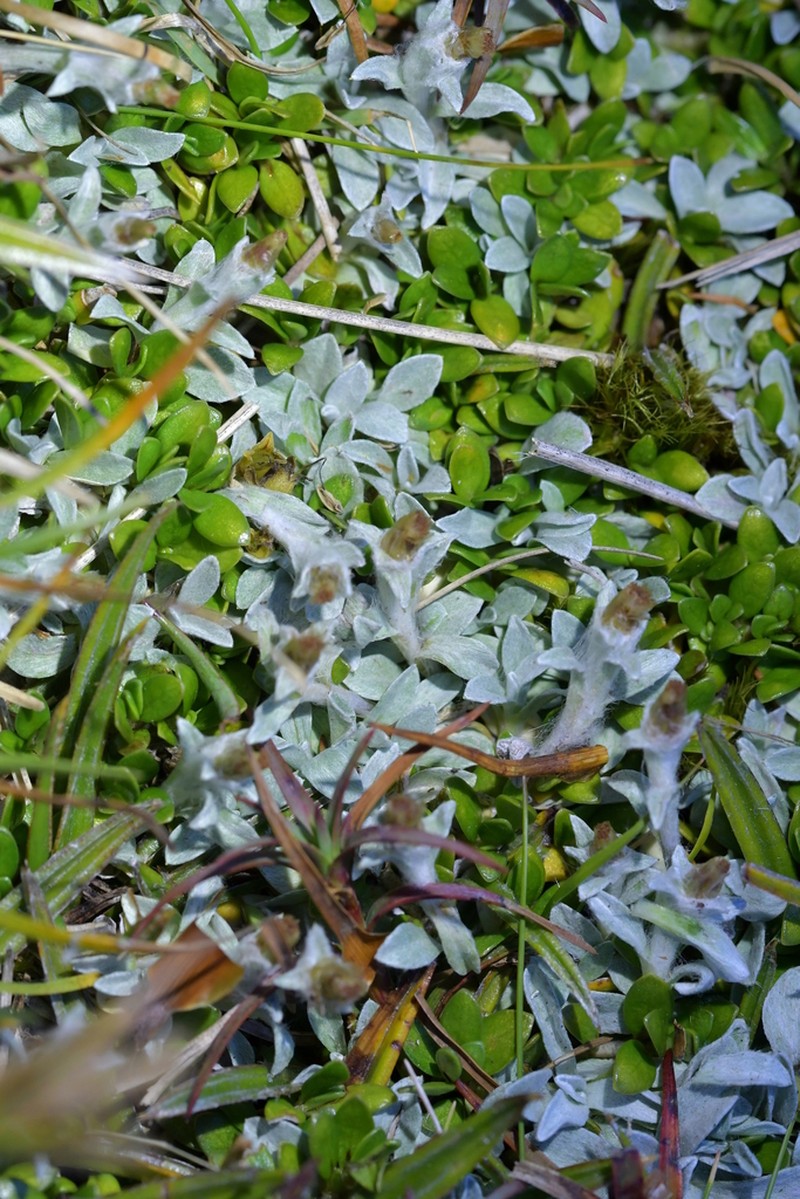 Argyrotegium mackayi photo 6
