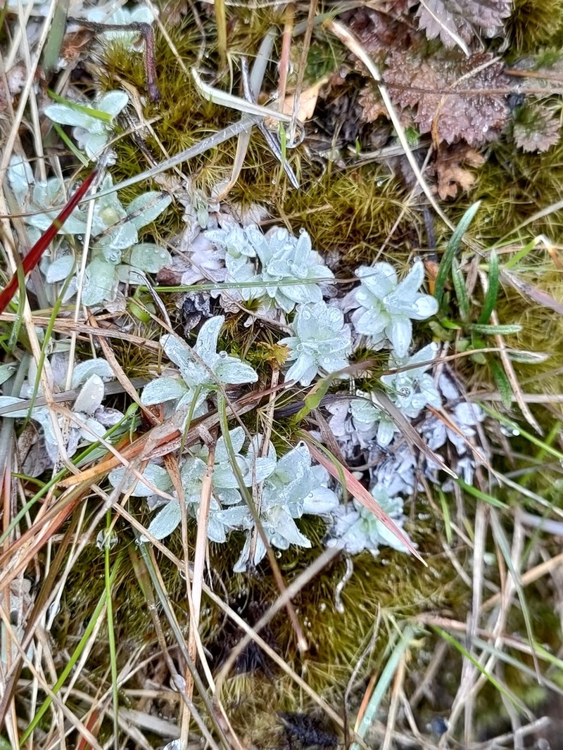 Argyrotegium mackayi photo 7
