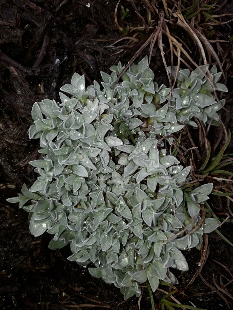 Argyrotegium mackayi photo 8