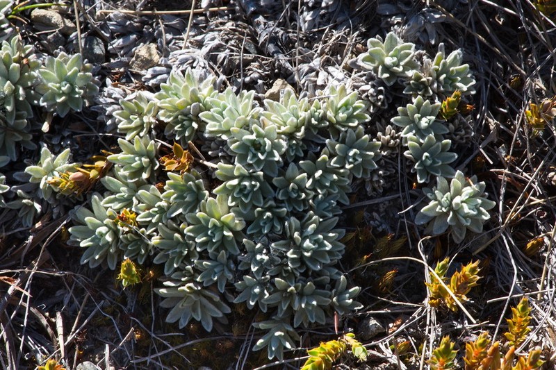 Argyrotegium nitidulum