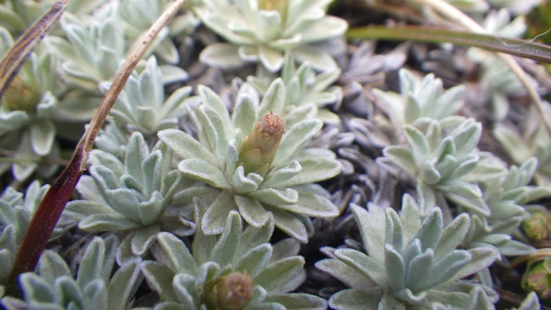 Argyrotegium nitidulum photo 2