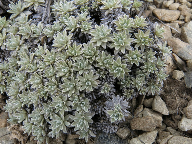 Argyrotegium nitidulum photo 3