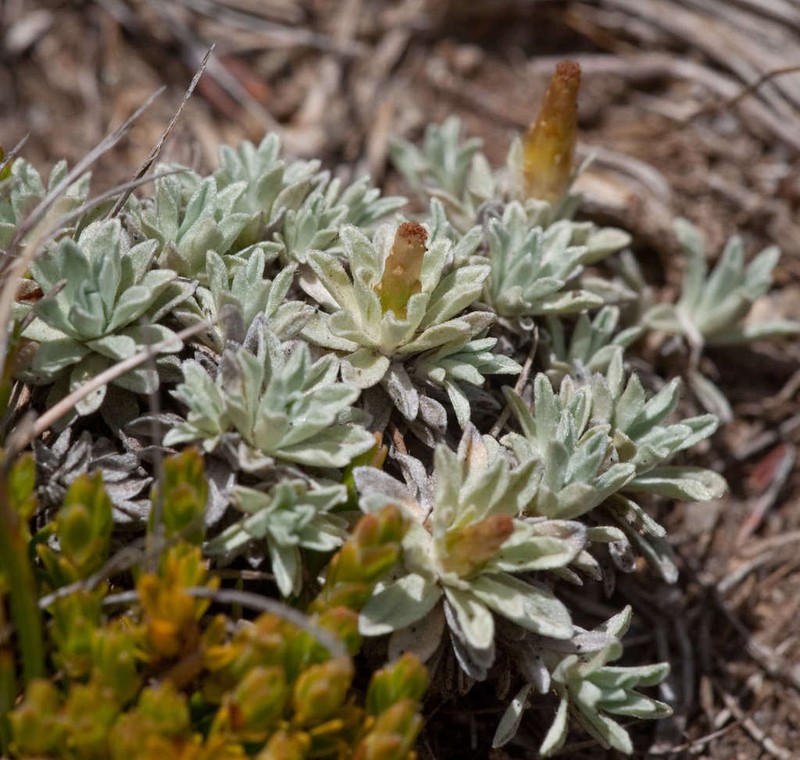 Argyrotegium nitidulum photo 4