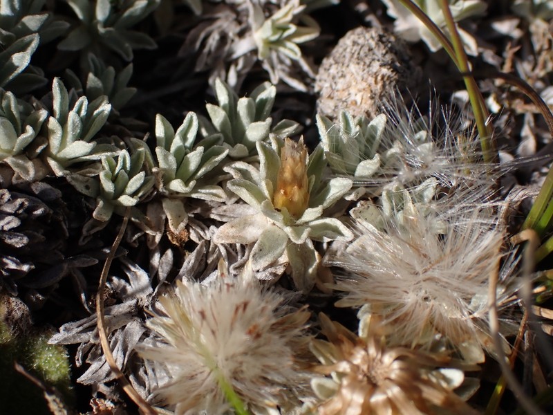 Argyrotegium nitidulum photo 5