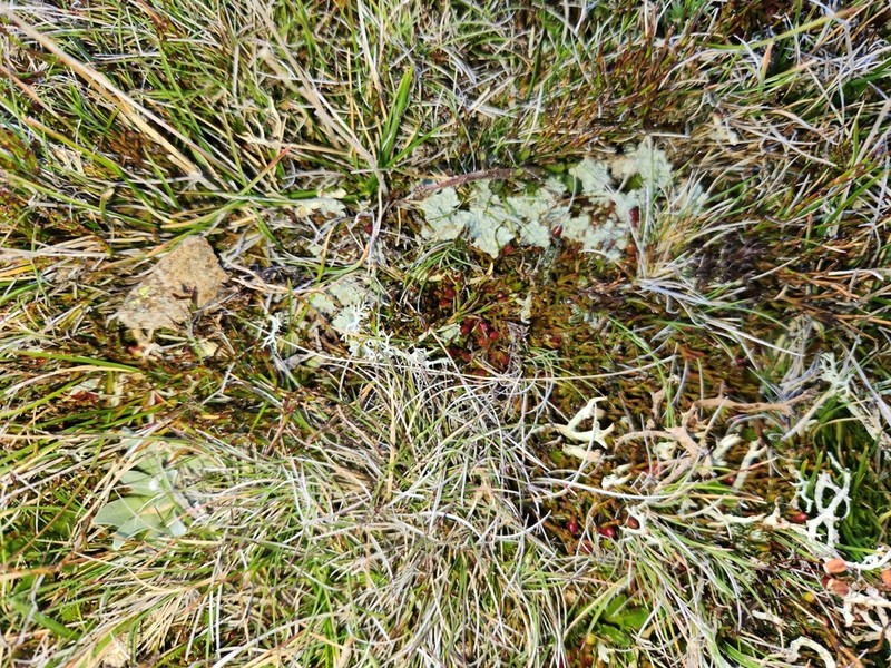 Argyrotegium nitidulum photo 6