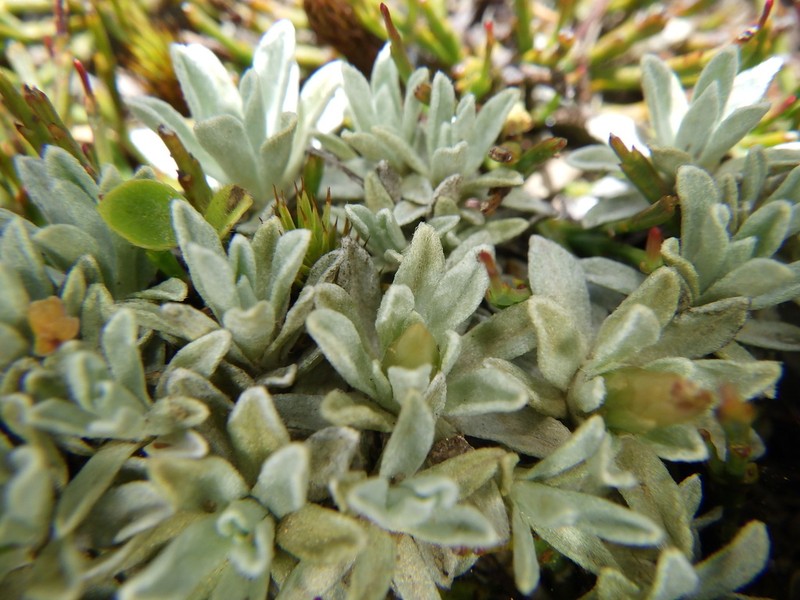 Argyrotegium nitidulum photo 7