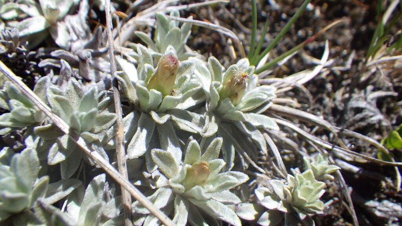 Argyrotegium nitidulum photo 8