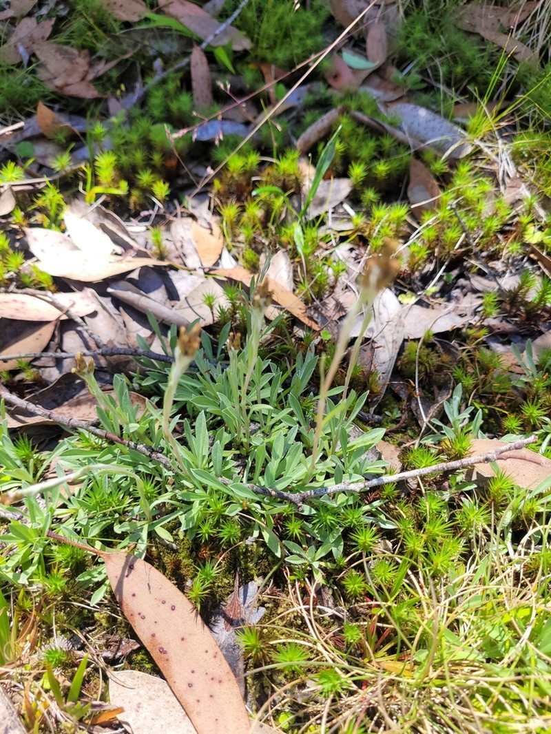 Argyrotegium poliochlorum