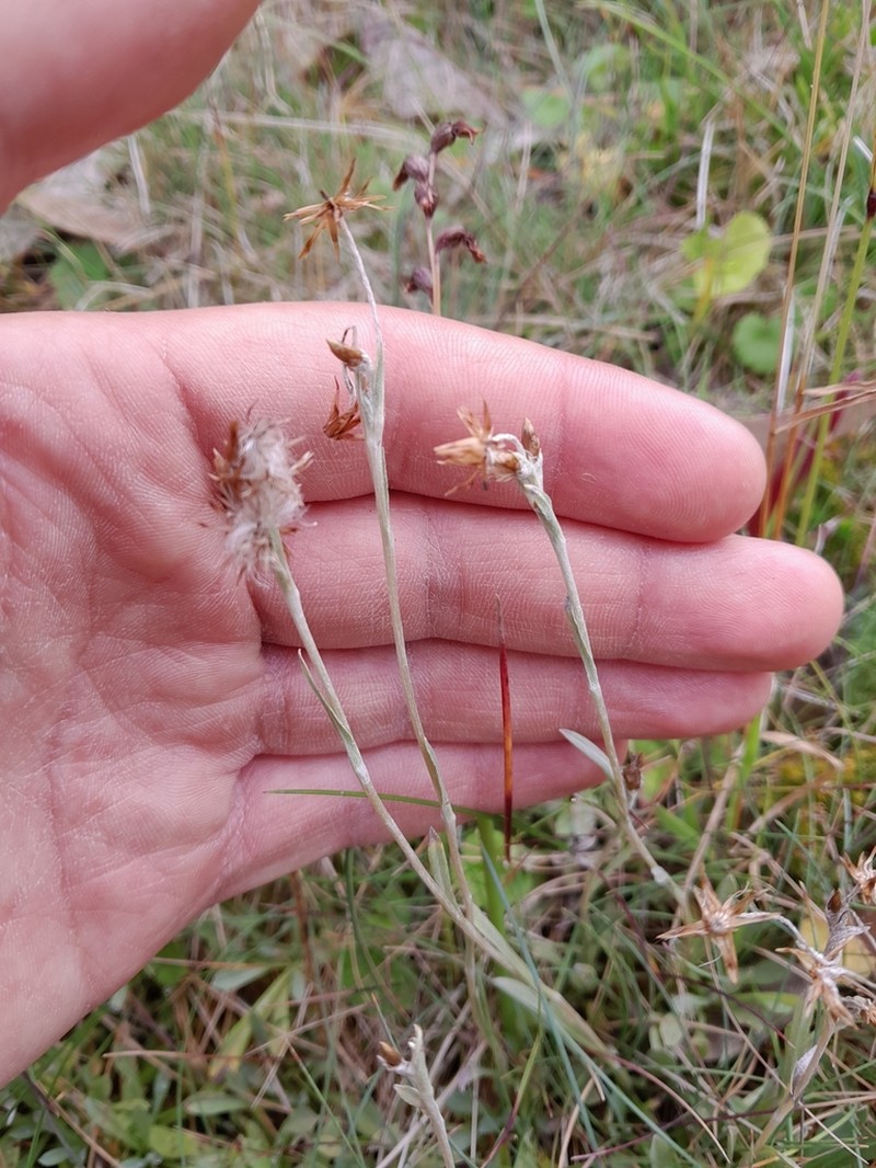 Argyrotegium poliochlorum photo 2