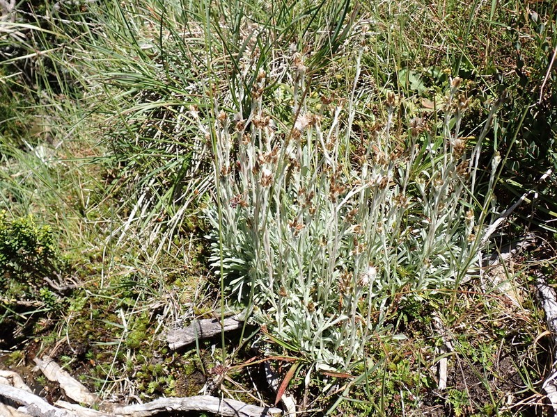 Argyrotegium poliochlorum photo 3