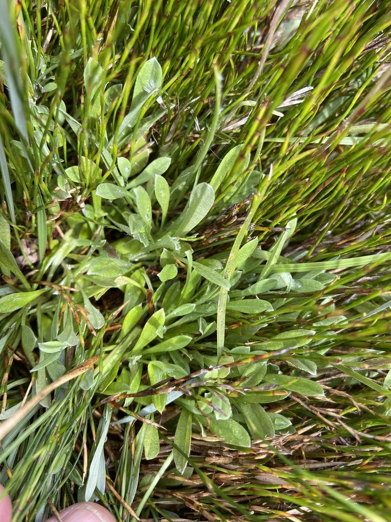 Argyrotegium poliochlorum photo 4