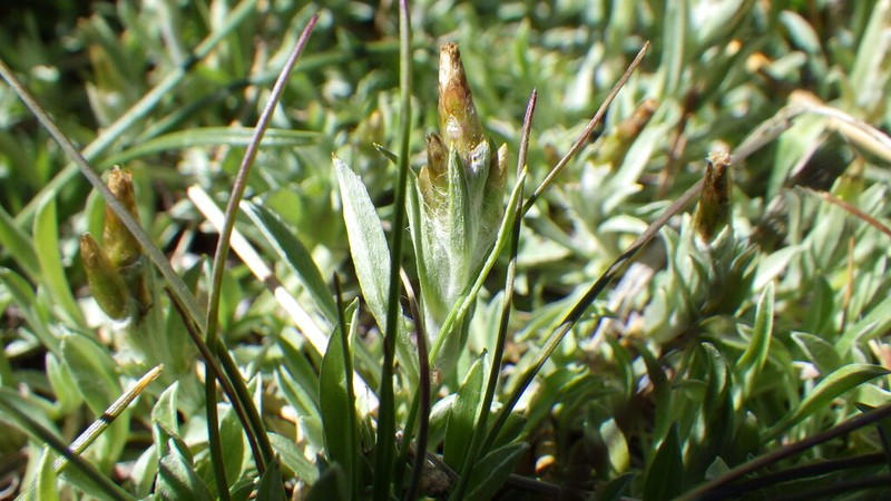 Argyrotegium poliochlorum photo 5