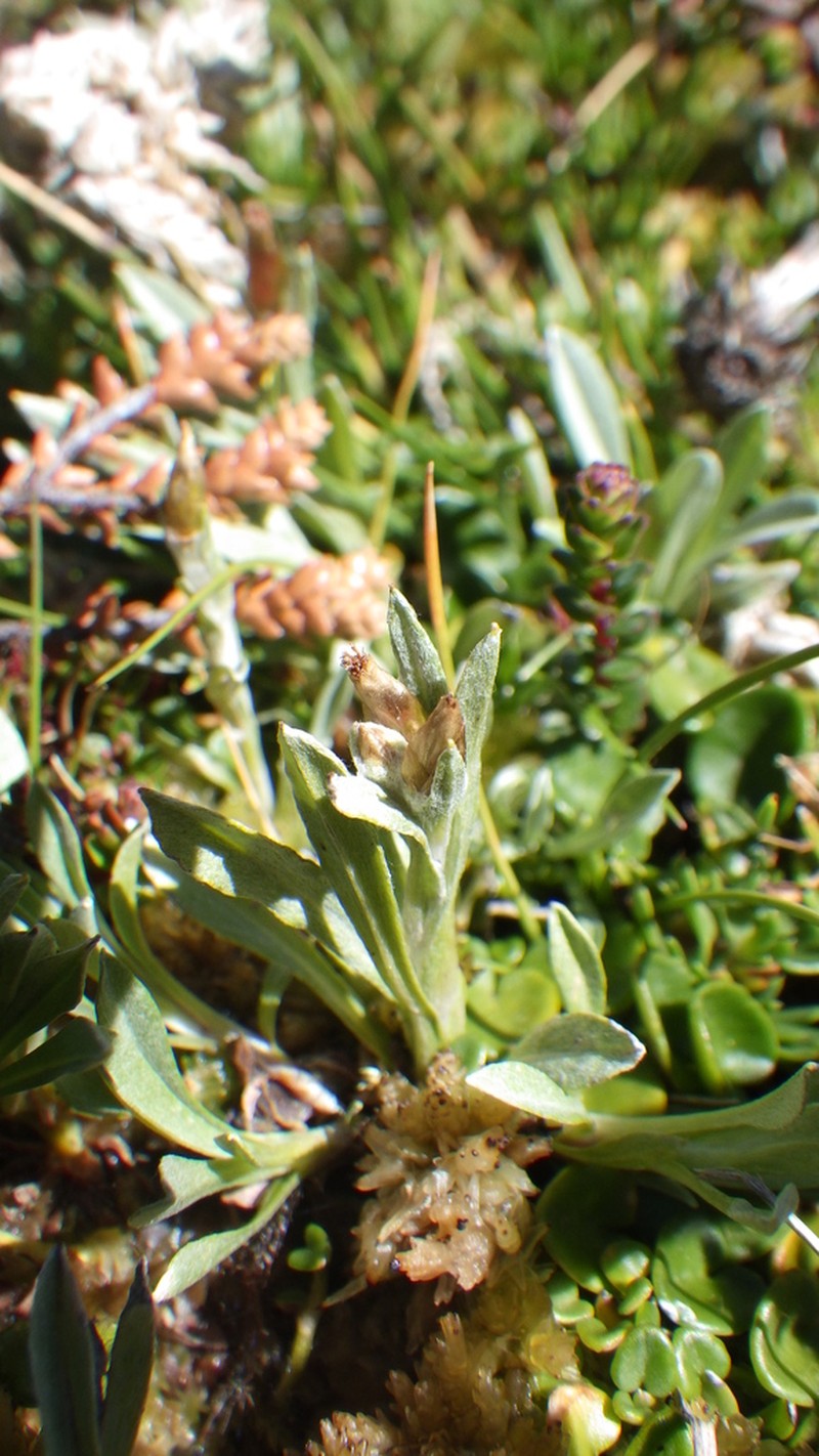 Argyrotegium poliochlorum photo 6