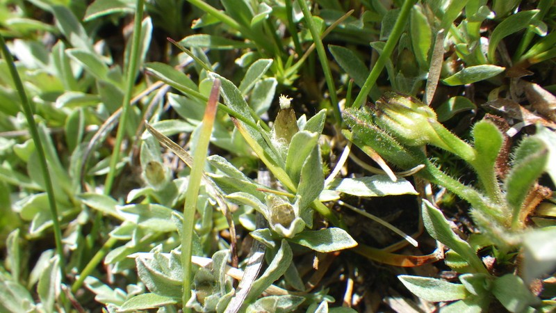 Argyrotegium poliochlorum photo 7