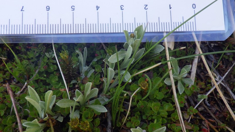 Argyrotegium poliochlorum photo 8
