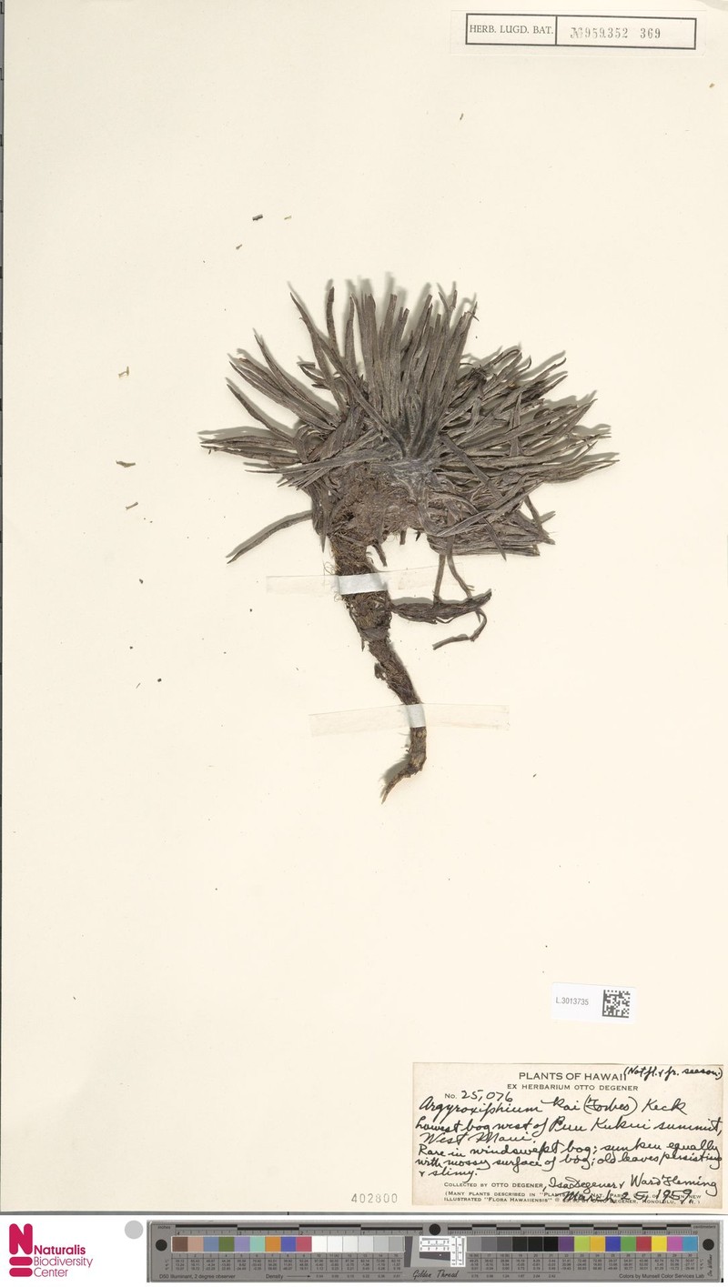 Silversword