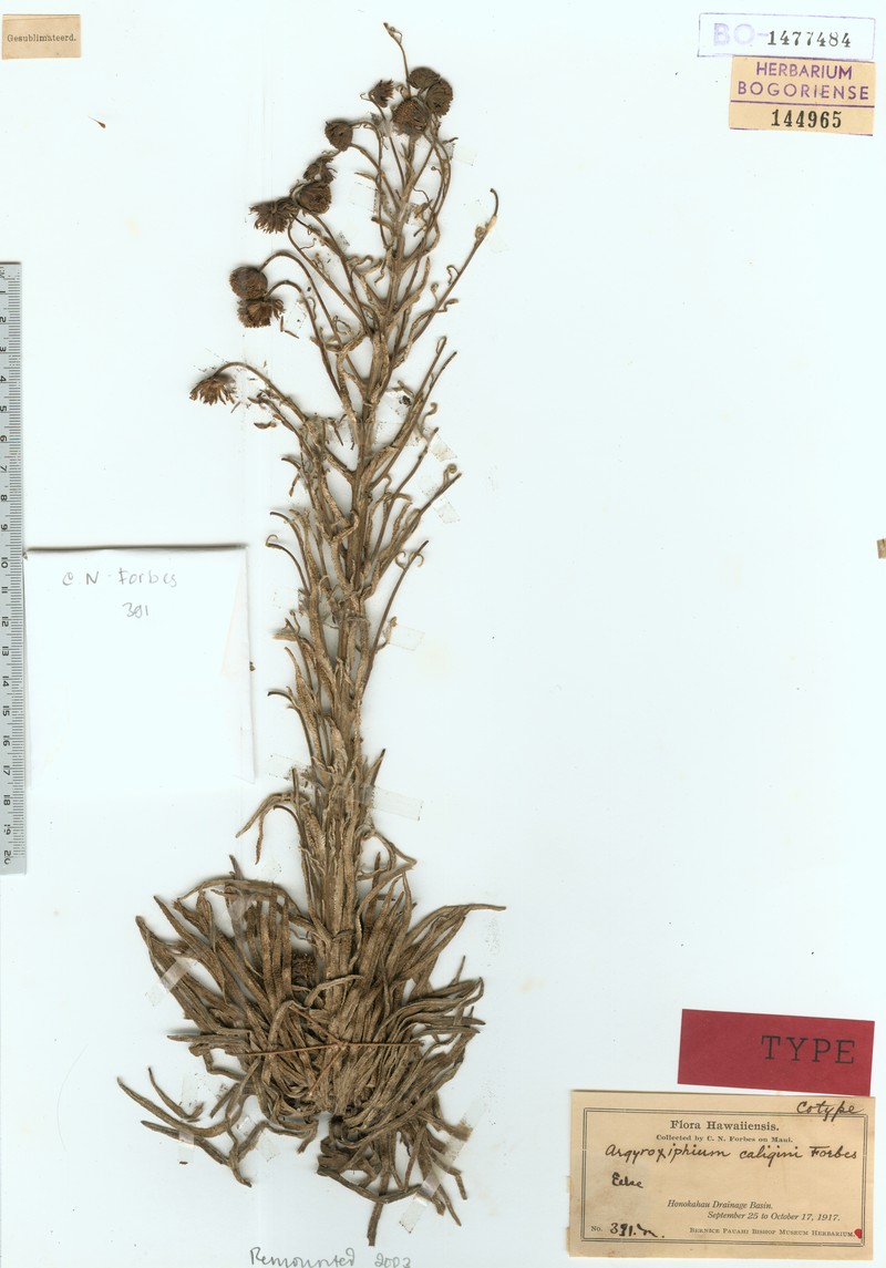Argyroxiphium caligini photo 2