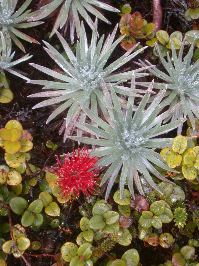Argyroxiphium caligini photo 3