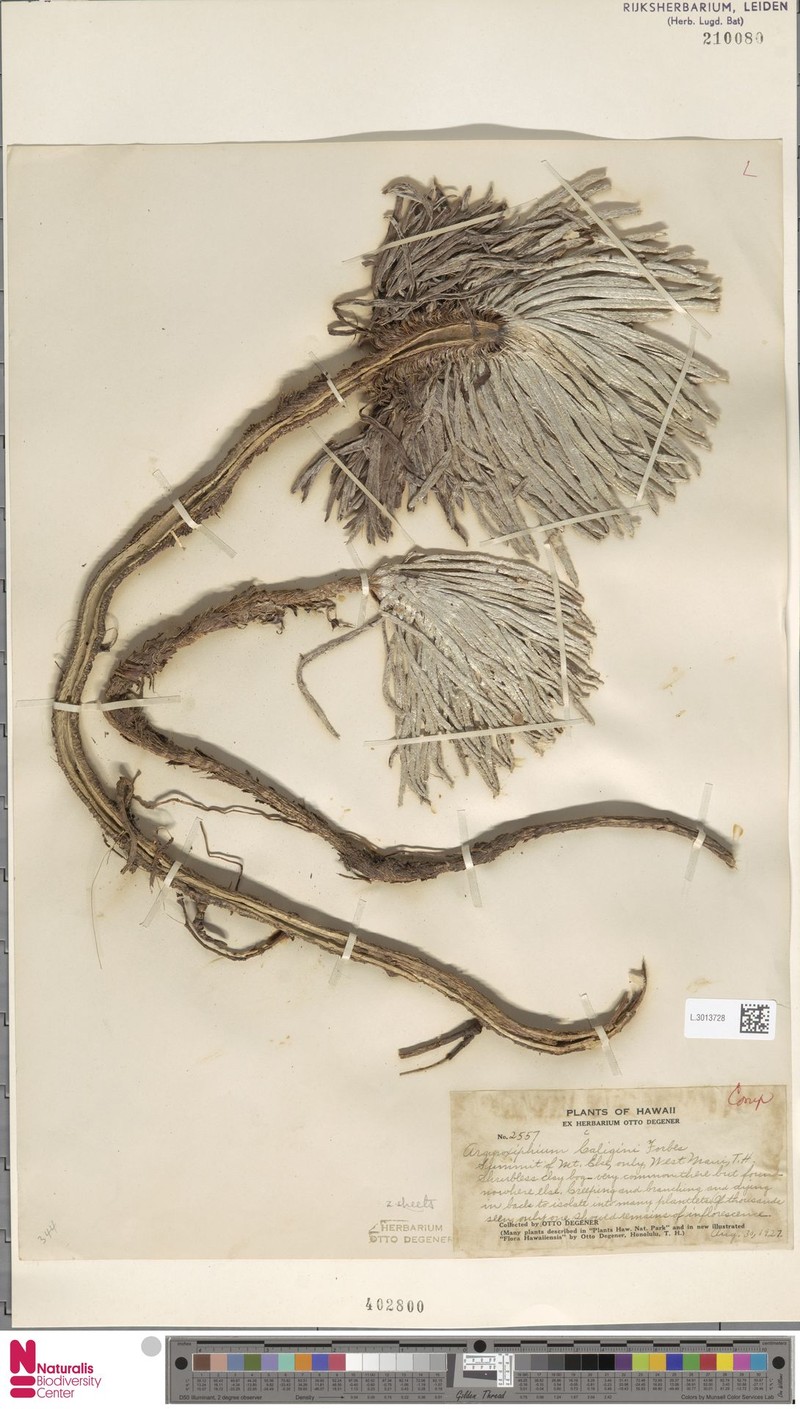 Argyroxiphium caligini photo 6
