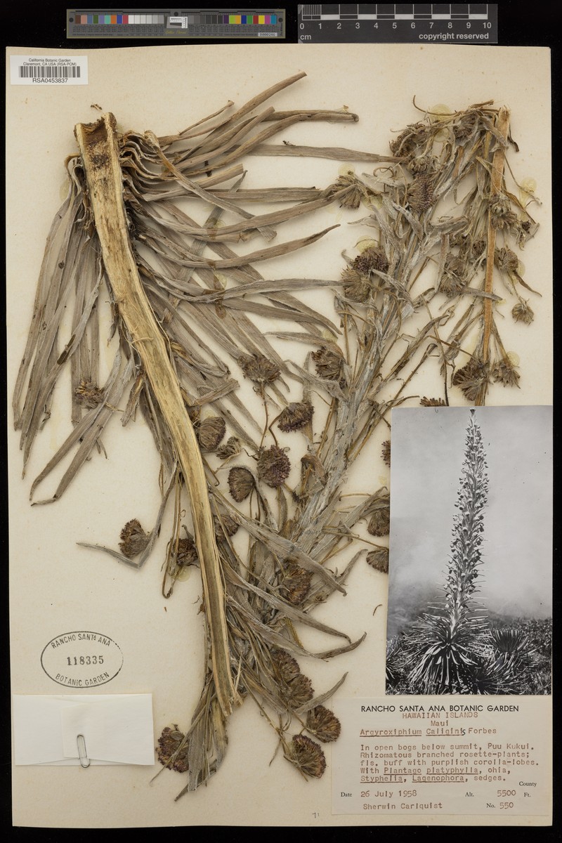 Eke Silversword photo 2