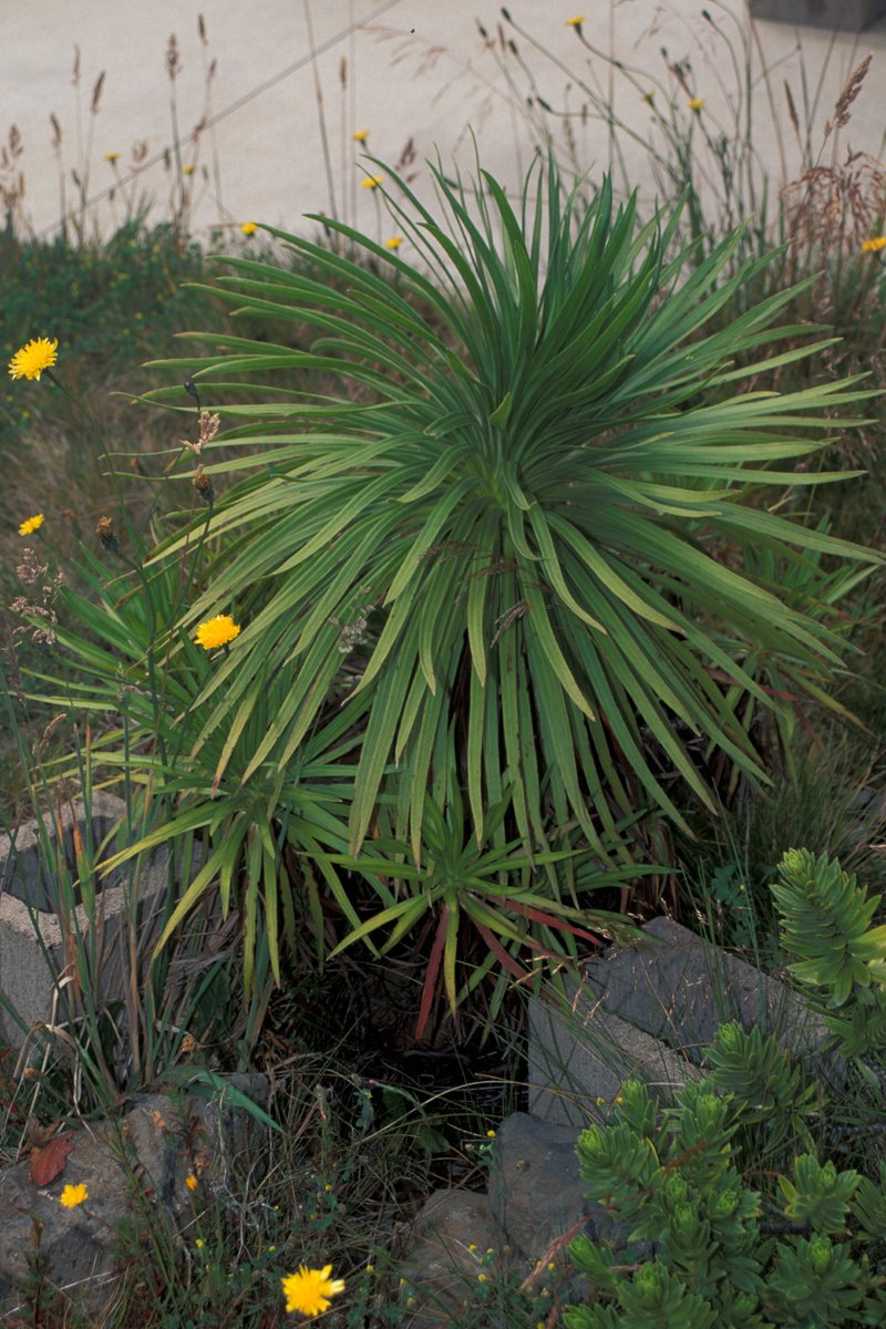 Hana Forest Silversword photo 2