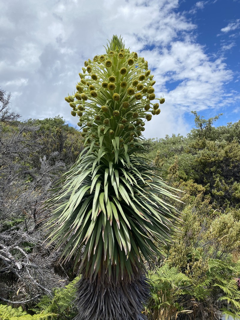 Hana Forest Silversword photo 3