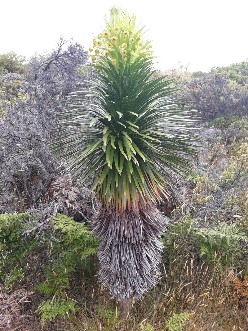 Hana Forest Silversword photo 4