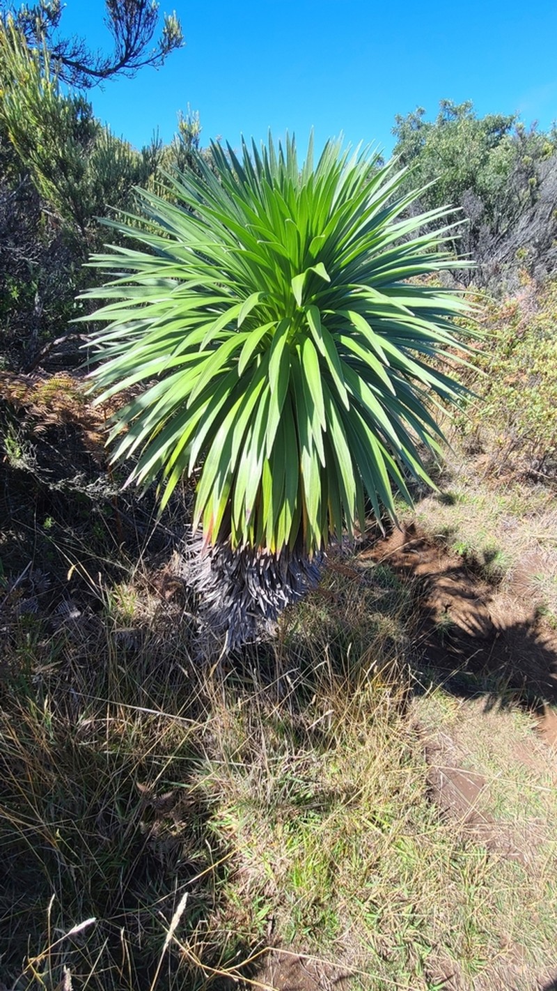 Hana Forest Silversword photo 5