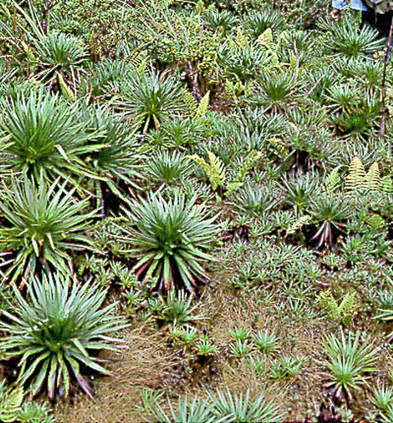 Hana Forest Silversword photo 6