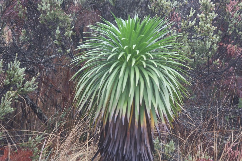 Hana Forest Silversword photo 7