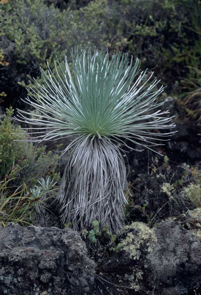 Kau Silversword