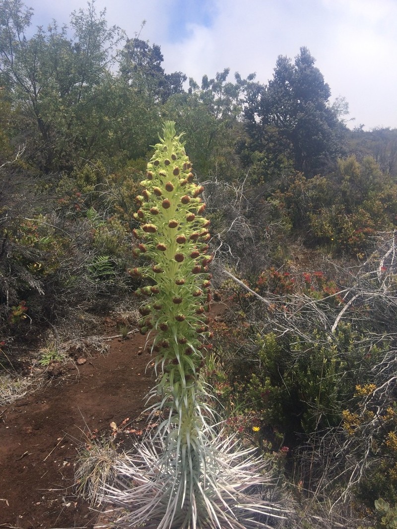 Kau Silversword