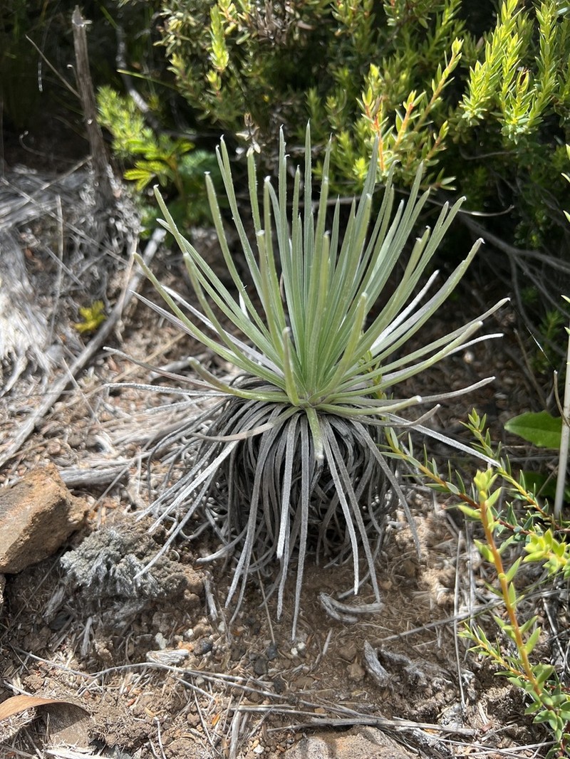 Kau Silversword photo 2