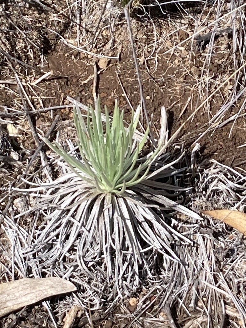 Kau Silversword photo 4