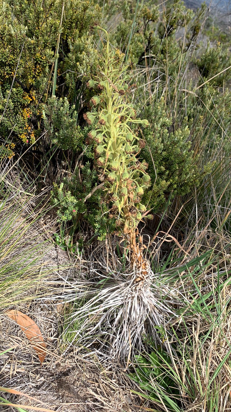 Kau Silversword photo 5