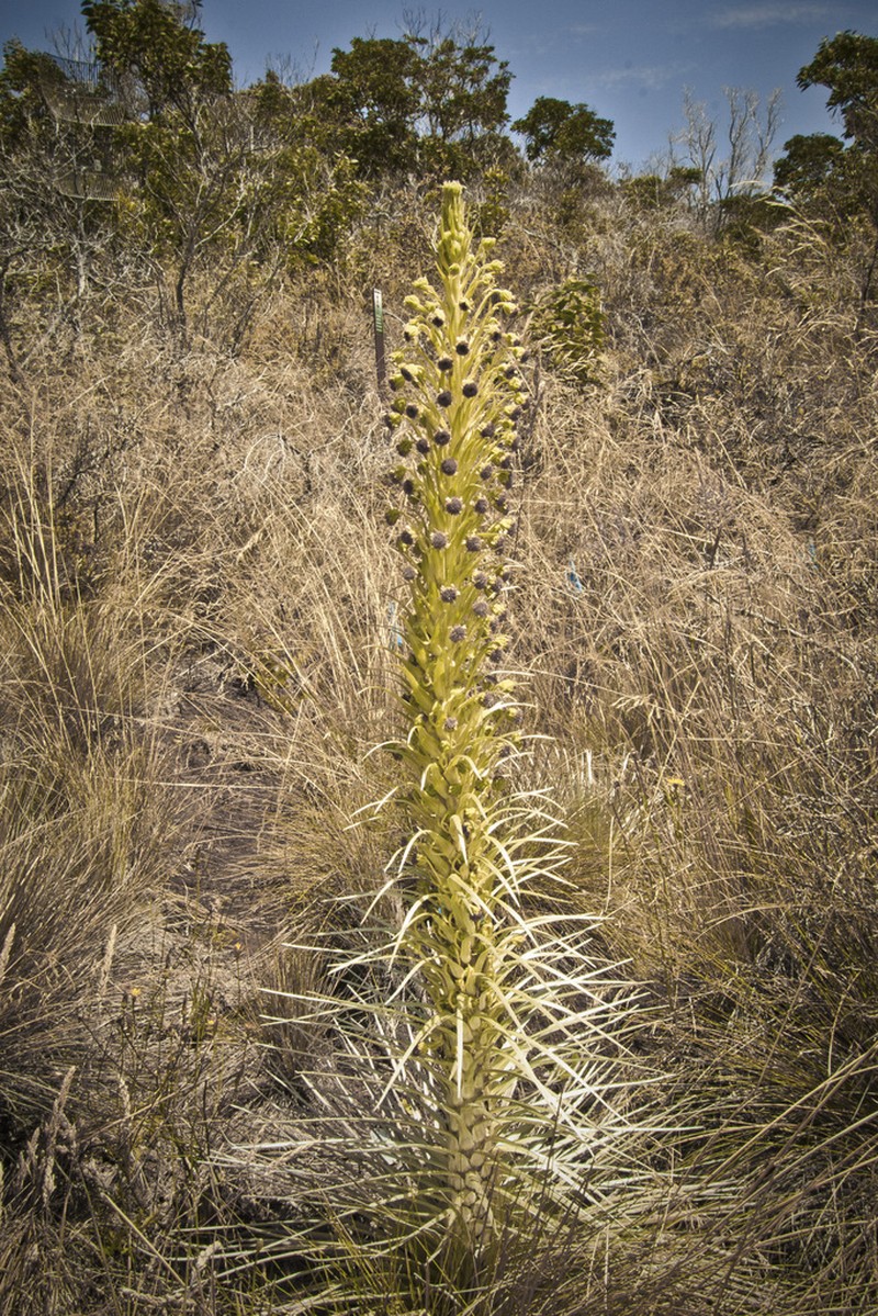 Kau Silversword photo 6