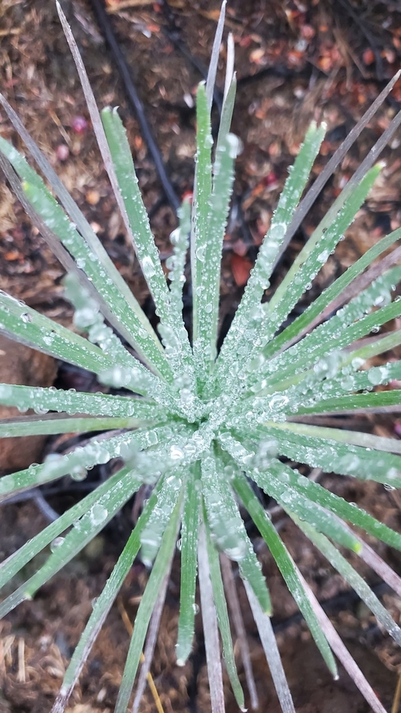 Kau Silversword photo 7